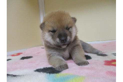 成約済の岡山県の柴犬-106639の9枚目