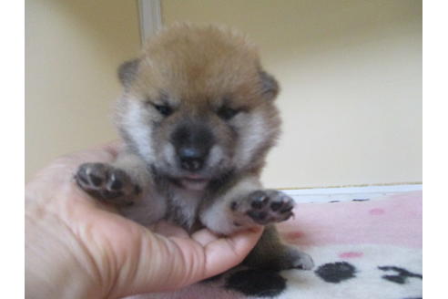 成約済の岡山県の柴犬-106639の7枚目