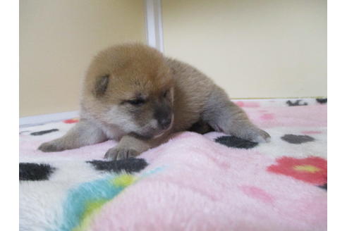 成約済の岡山県の柴犬-106639の6枚目