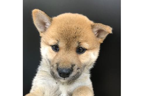 成約済の北海道の柴犬-107103の1枚目