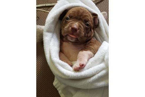 成約済の沖縄県のミックス犬-106418の3枚目