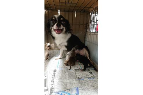 成約済の山梨県のチワワ(ロングコート)-107109の1枚目