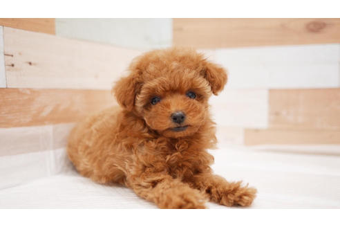 成約済の福岡県のトイプードル-107113