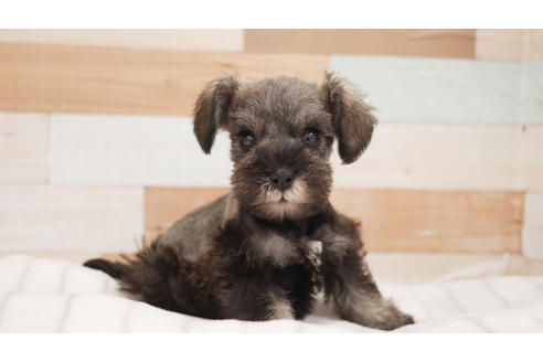 成約済の福岡県のミニチュアシュナウザー-107114