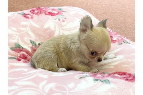 成約済の香川県のチワワ(ロングコート)-105660の4枚目