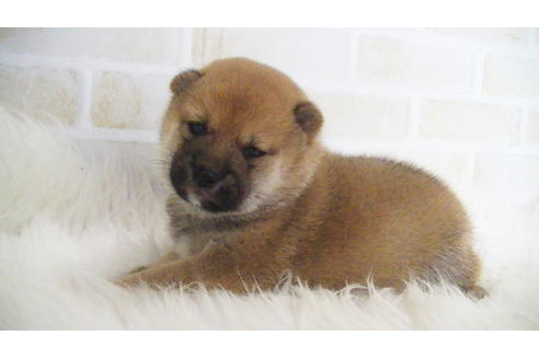 成約済の福岡県の豆柴-105330の11枚目