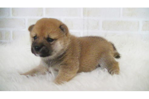 成約済の福岡県の豆柴-105330の10枚目