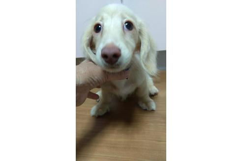 成約済の広島県のミニチュアダックスフンド(ロングヘアード)-101927の23枚目