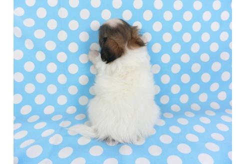 成約済の千葉県のパピヨン-107204の5枚目