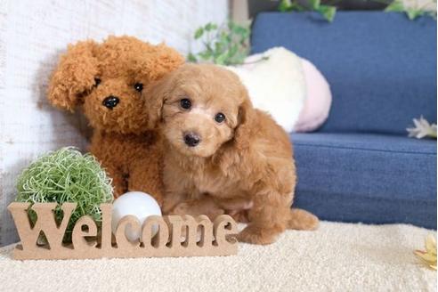 成約済の滋賀県のトイプードル-105936の1枚目