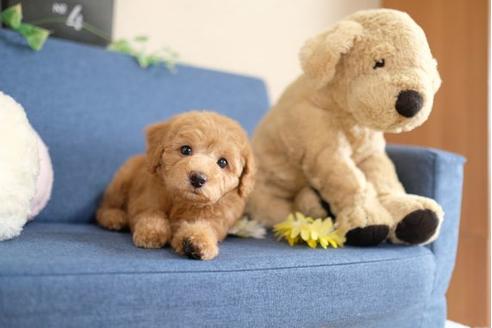 成約済の滋賀県のトイプードル-105936の5枚目