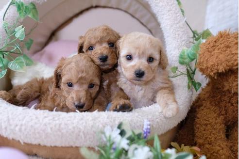 成約済の滋賀県のトイプードル-105936の4枚目