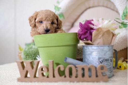 成約済の滋賀県のトイプードル-105936の3枚目