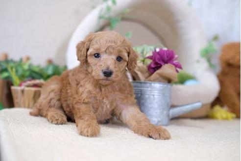 成約済の滋賀県のトイプードル-105936の2枚目