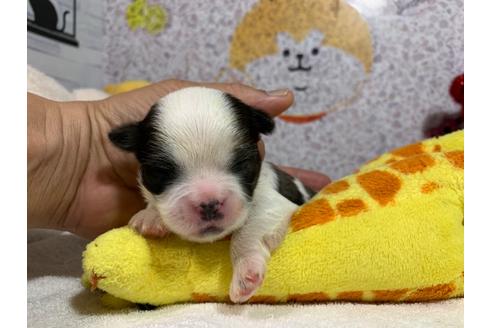 成約済の岐阜県のミックス犬-106271の6枚目