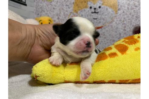 成約済の岐阜県のミックス犬-106271の4枚目