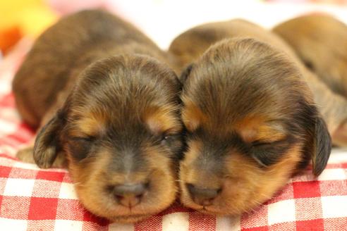 成約済の愛知県のカニンヘンダックスフンド(ロングヘアード)-107221の31枚目