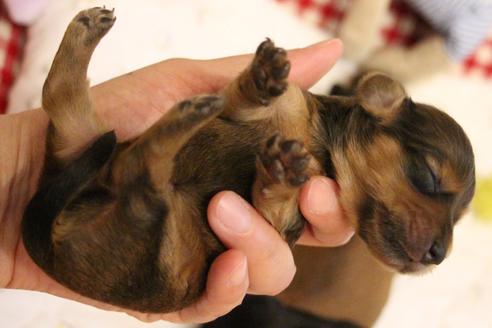 成約済の愛知県のカニンヘンダックスフンド(ロングヘアード)-107222の32枚目