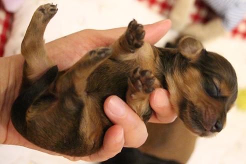 成約済の愛知県のカニンヘンダックスフンド(ロングヘアード)-107222の33枚目