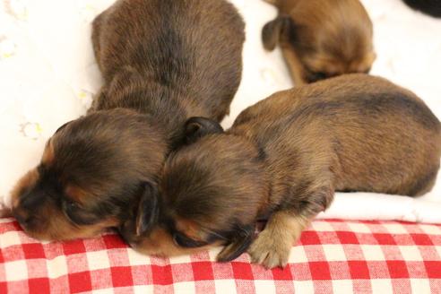 成約済の愛知県のカニンヘンダックスフンド(ロングヘアード)-107222の31枚目