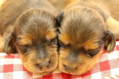 成約済の愛知県のカニンヘンダックスフンド(ロングヘアード)-107222の30枚目