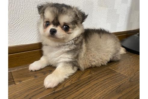 成約済の埼玉県のチワワ(ロングコート)-106514の2枚目