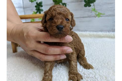 成約済の静岡県のトイプードル-107234の4枚目