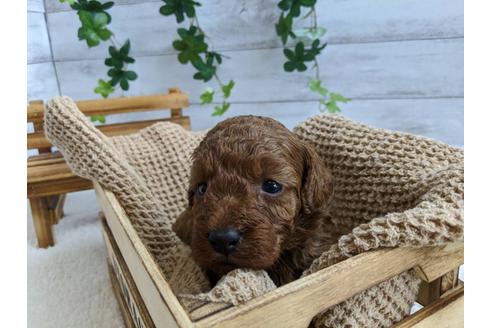 成約済の静岡県のトイプードル-107234の2枚目