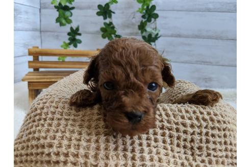 成約済の静岡県のトイプードル-107235の1枚目