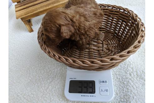 成約済の静岡県のトイプードル-107235の3枚目