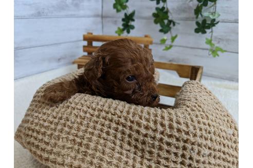 成約済の静岡県のトイプードル-107235の4枚目