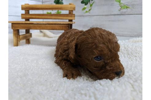 成約済の静岡県のトイプードル-107235の2枚目