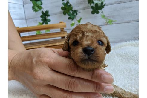 成約済の静岡県のトイプードル-107236の4枚目