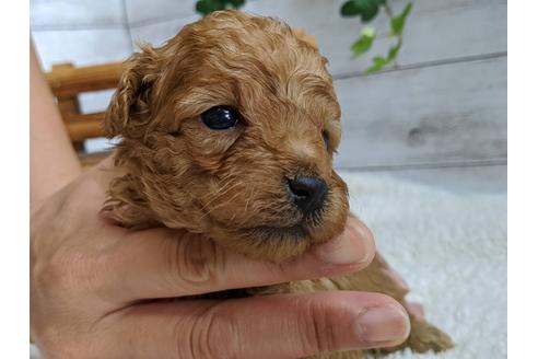 成約済の静岡県のトイプードル-107236の5枚目