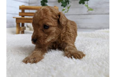 成約済の静岡県のトイプードル-107236の3枚目