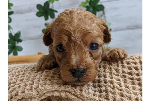 成約済の静岡県のトイプードル-107236の1枚目