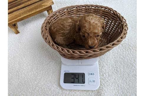 成約済の静岡県のトイプードル-107236の2枚目