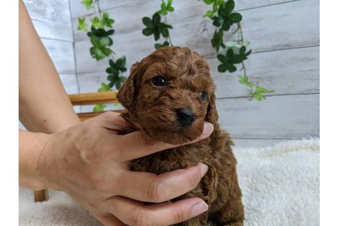 成約済の静岡県のトイプードル-107237の4枚目