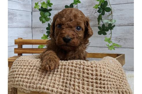 成約済の静岡県のトイプードル-107237の1枚目