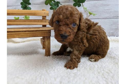 成約済の静岡県のトイプードル-107237の3枚目