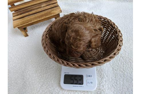 成約済の静岡県のトイプードル-107237の2枚目