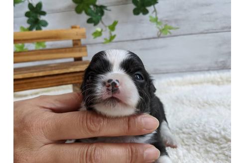 成約済の静岡県のチワワ(ロングコート)-107239の1枚目