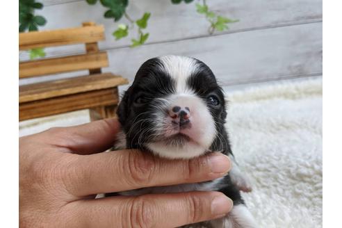 成約済の静岡県のチワワ(ロングコート)-107239の4枚目