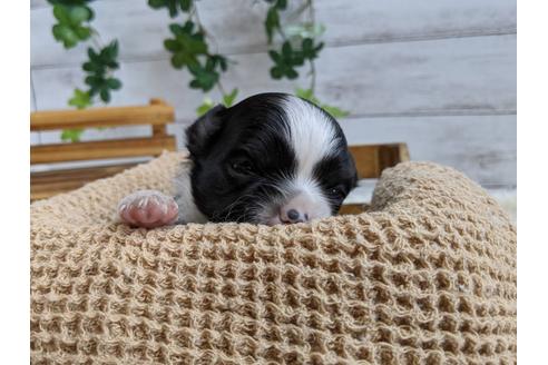 成約済の静岡県のチワワ(ロングコート)-107239の3枚目