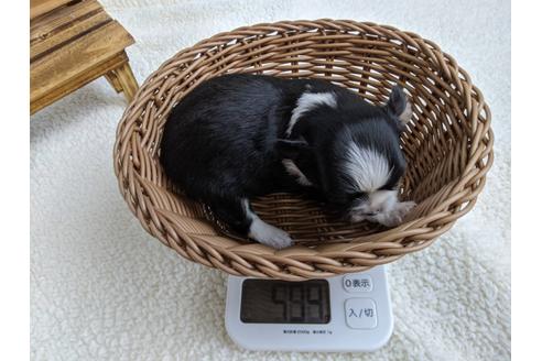 成約済の静岡県のチワワ(ロングコート)-107239の2枚目