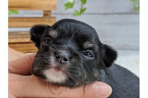 成約済の静岡県のチワワ(ロングコート)-107242の4枚目