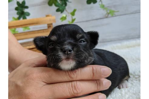 成約済の静岡県のチワワ(ロングコート)-107242の1枚目