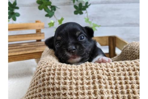 成約済の静岡県のチワワ(ロングコート)-107242の3枚目