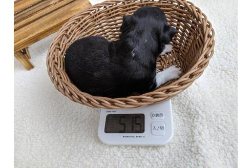 成約済の静岡県のチワワ(ロングコート)-107242の2枚目