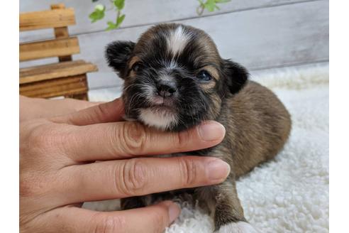 成約済の静岡県のチワワ(ロングコート)-107243の6枚目